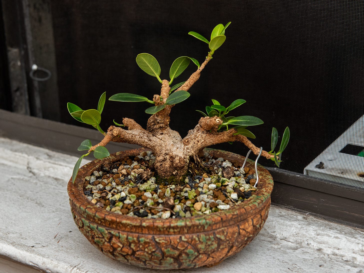 ID: Front of the tree after trimming, slimmed down to just a few leaves
