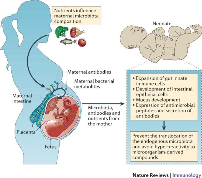 Your Immune System Started Before You Were Born