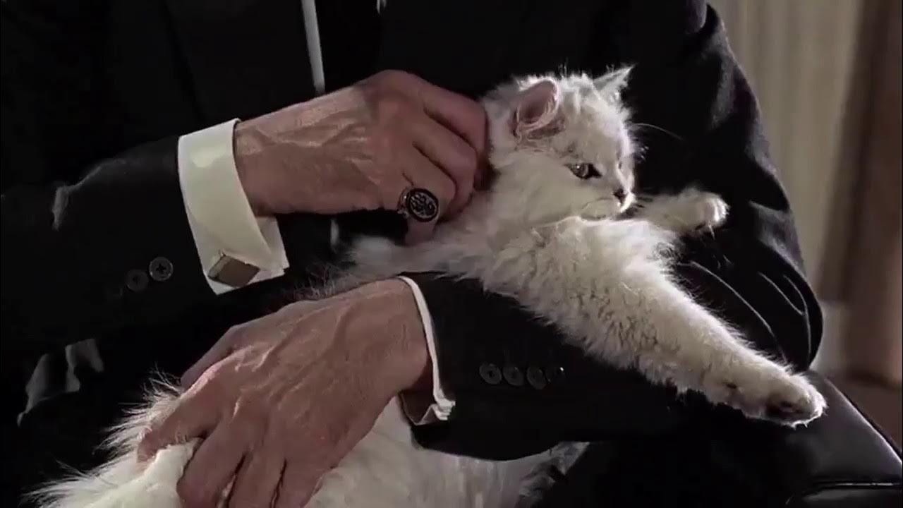 All James Bond Cat Close Ups in Chronological Order
