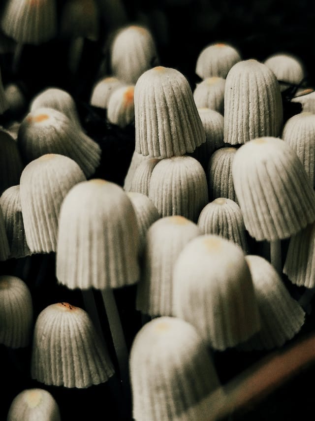 Close up of mushrooms