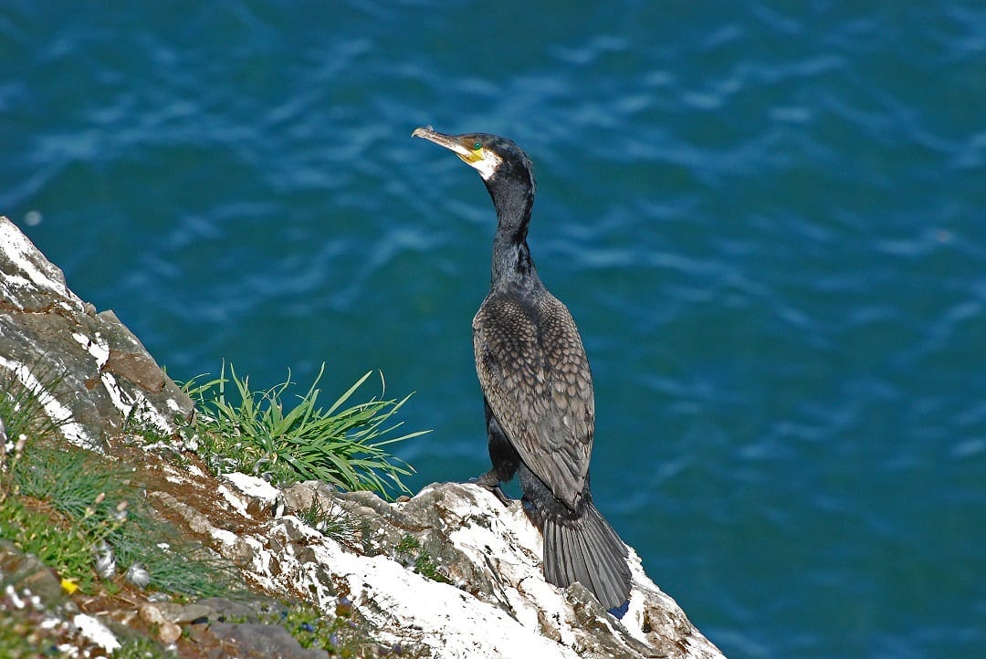 Cormorant - BirdWatch Ireland