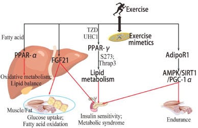 Molecular origin and biological effects of exercise mimetics - ScienceDirect