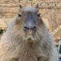 Capy Eats's avatar