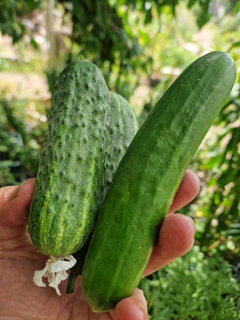 In the garden July; carrots, mangelwurzel, summer squash, mulberries, cucumbers, chillies, Korean mint, beans, tomato harvest