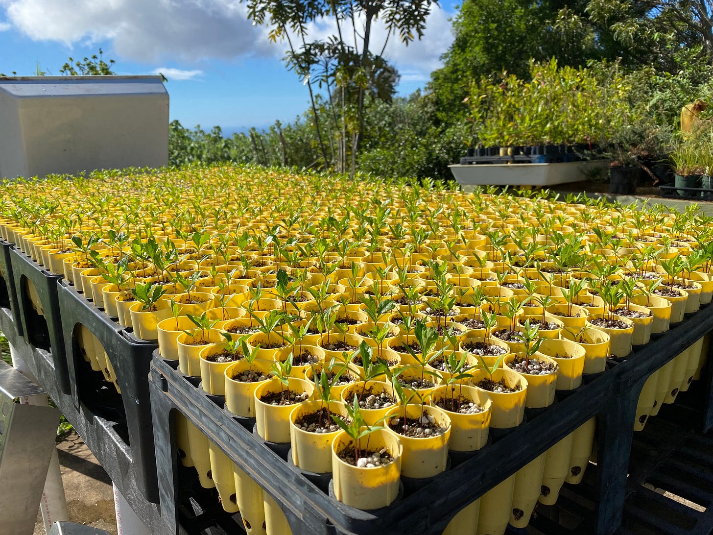 The same long table chock-full of flats with tiny seedlings growing out of each dibble.