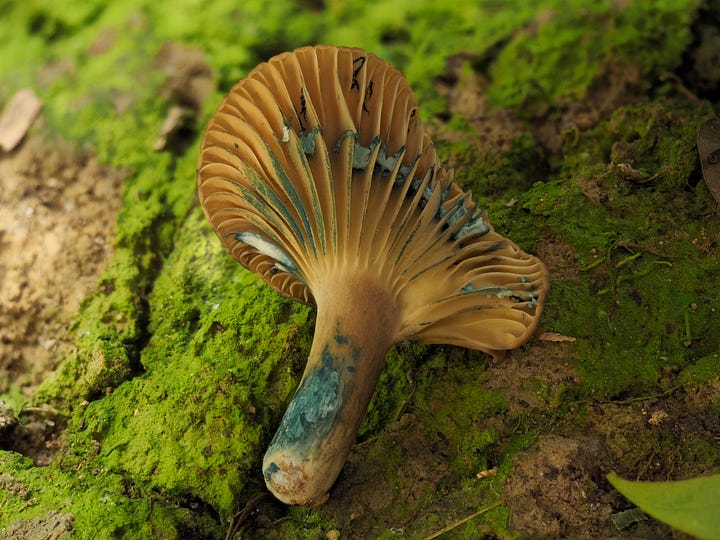 blue staining Lactarius mushroom