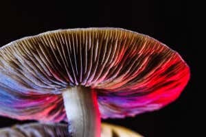 The Mexican magic mushroom is a psilocybe cubensis, whose main active elements are psilocybin and psilocin - Mexican Psilocybe Cubensis. An adult mushroom raining spores; Shutterstock ID 1821529907; purchase_order: -; job: -; client: -; other: -