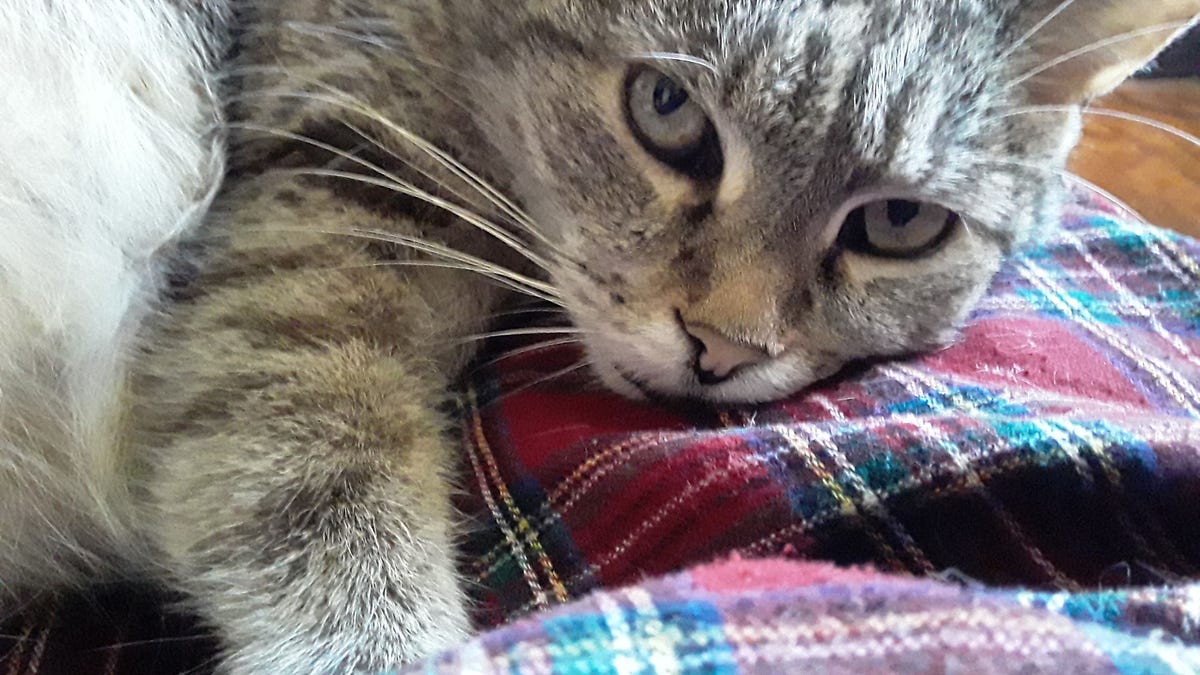 Happy International Hug Your Cat Day, Like That's Not Every Day