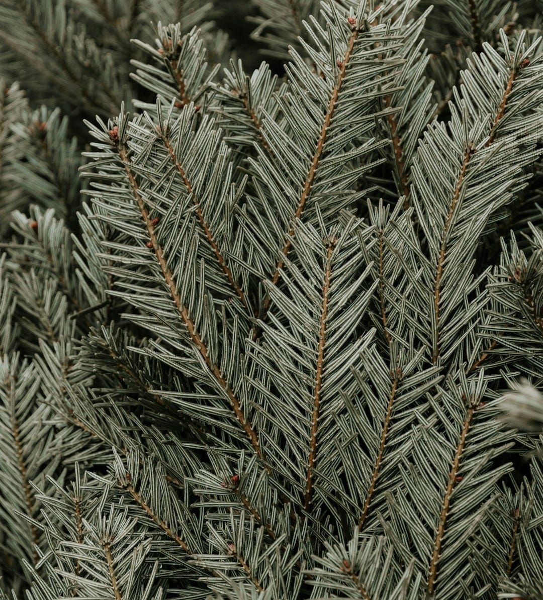 a close up of a pine tree branch