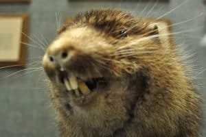 beaver closeup