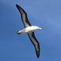 Albatross's avatar