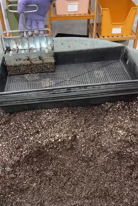 Six photos showing the progression from mixing soil to making soil blocks, planting seeds to getting sprouts.