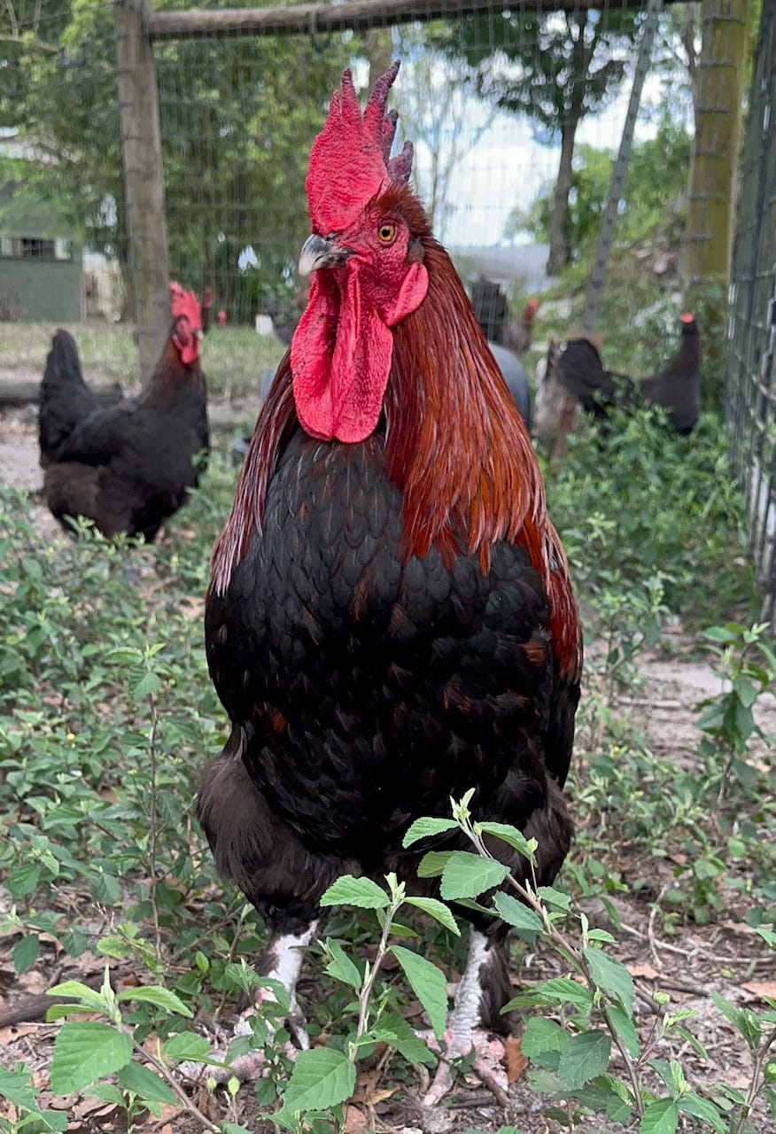Dark brown rooster with a red comb stands in a patch of green plants