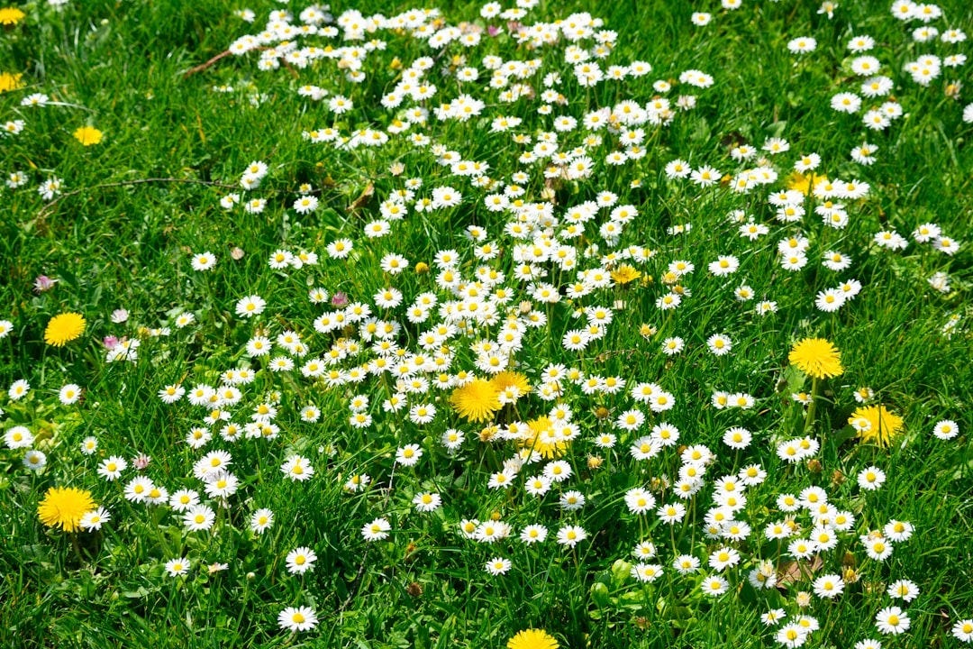 White daisies and yellow dandelions in green grass