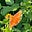 Butterfly's avatar