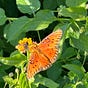 Butterfly's avatar