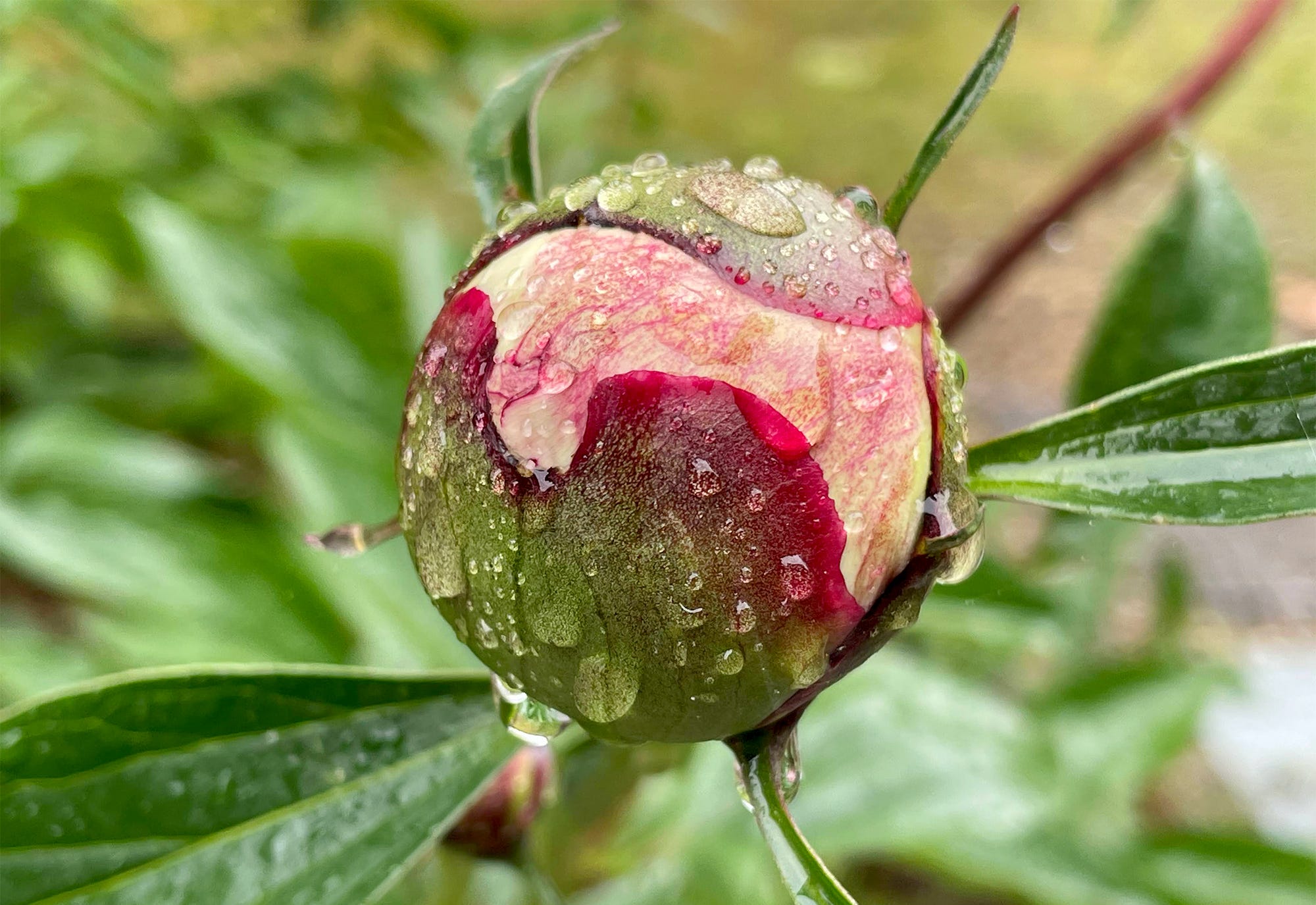 Ular bir doza uchun sorishadi