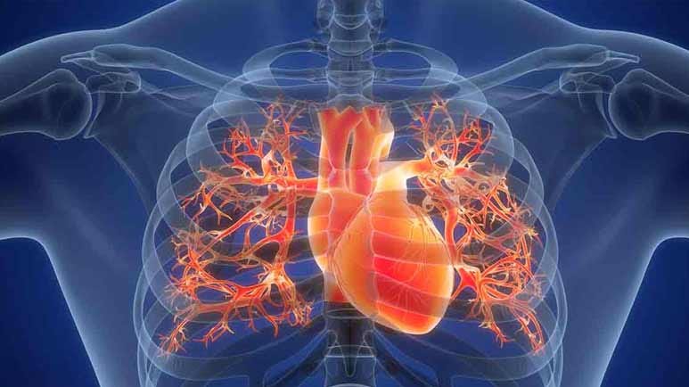 cardiorespiratory fitness