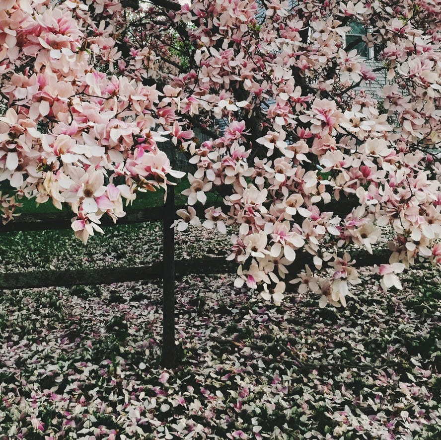 A blooming magnolia tree with petals all over the grass below.