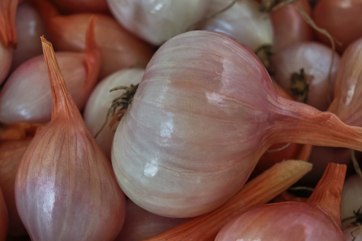 harvested red shallots