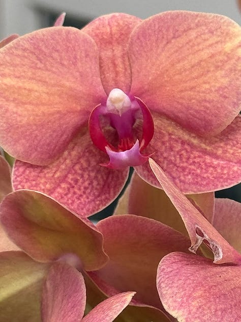 closeups of Orchids
