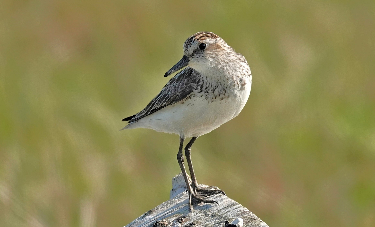 Semipalmated Sandpiper