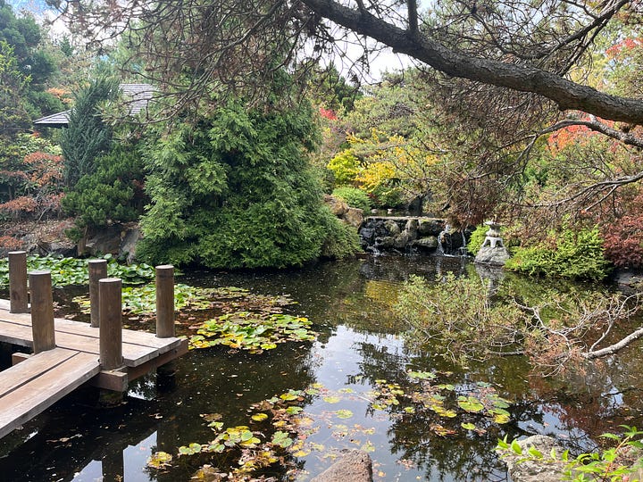 An autumn view of a peaceful Japanese garden