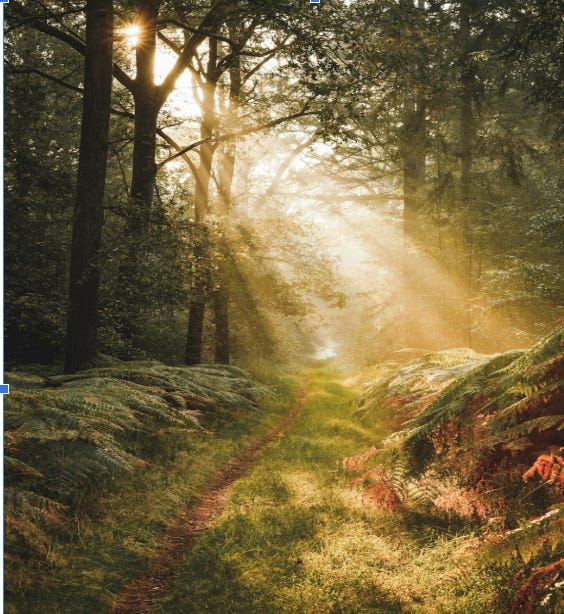 Lush forest with tall trees and ray of  sunlight shining from the top to the forest floor.