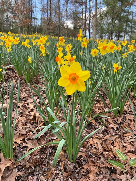 flowers from the birmingham botanical gardens