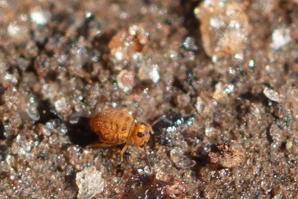 A shimmery orange springtail with reddish markings on dirt. The view is so close-up that the dirt looks like sparkly grains of different colored sand and clay.