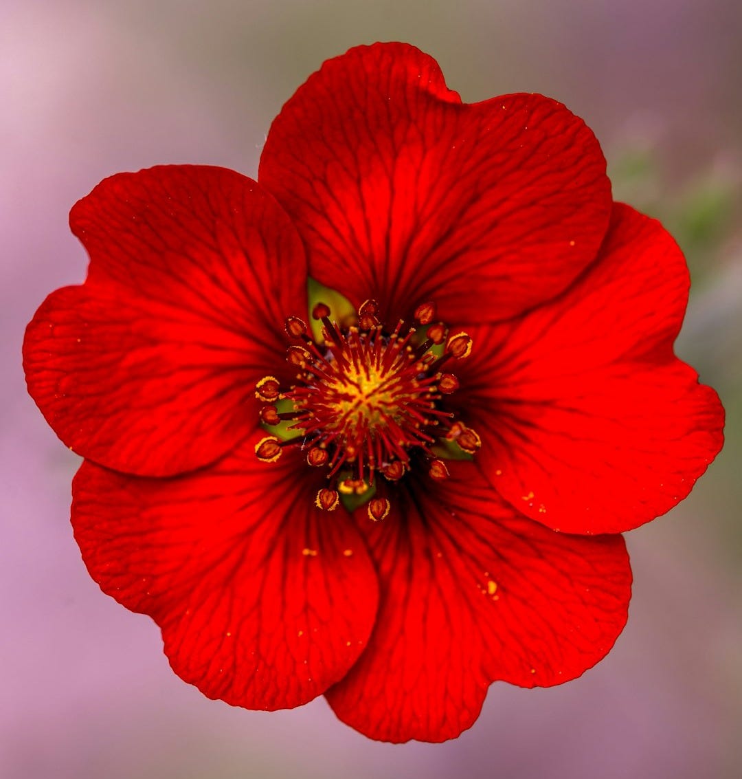 a red flower with a green center on a purple background