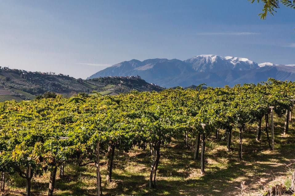 How And Why The Abruzzo Wine Region Of Italy Is Moving From A Low Cost To  Ultra-Premium Wine Strategy