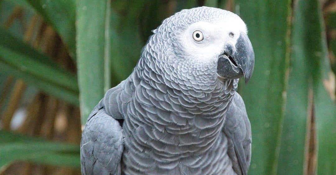 a grey bird with a blue beak