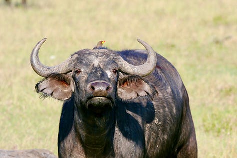 9 photos from Kenya of Jacob, his family, and various wild animals