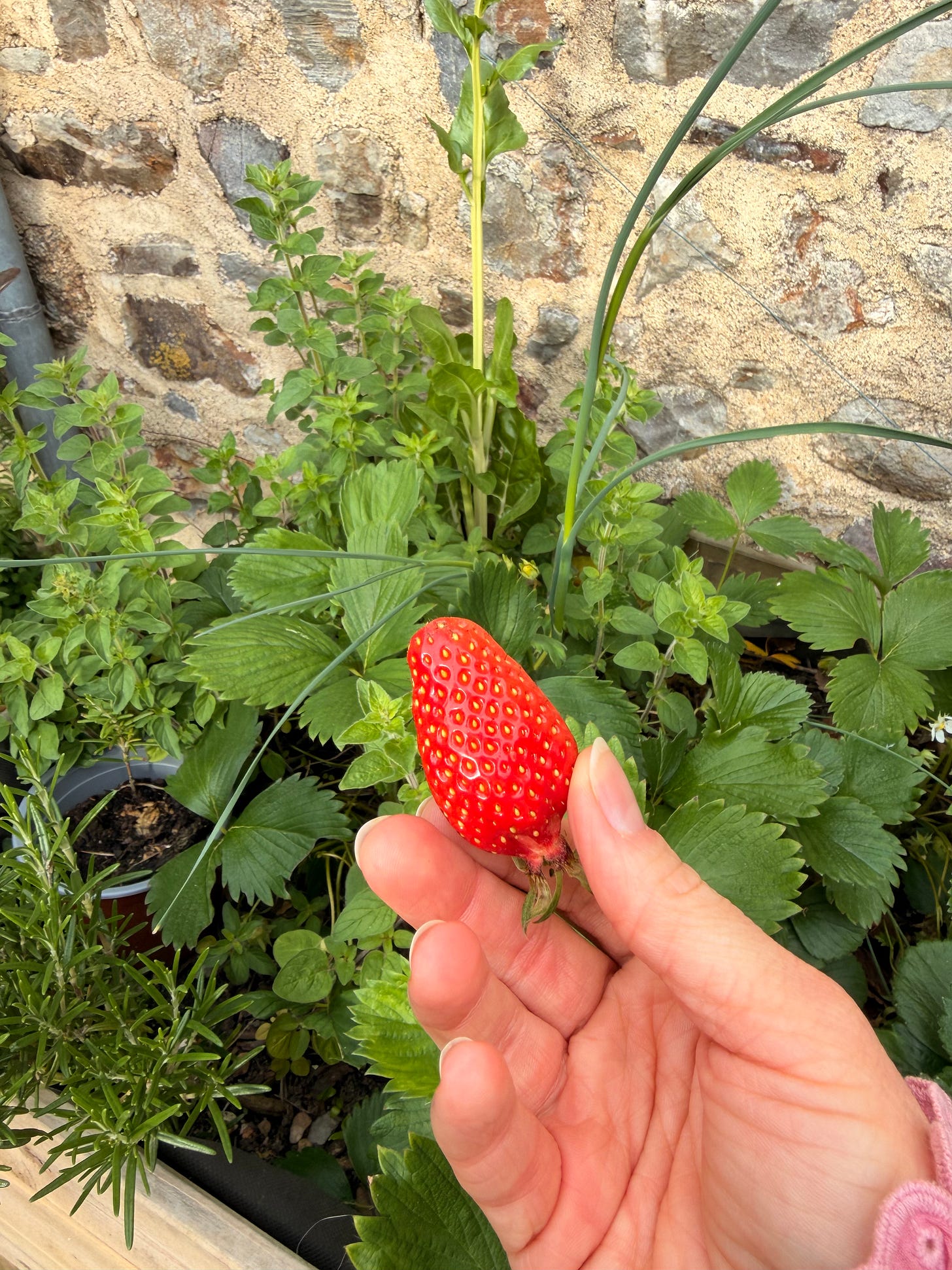 A hand holding a single ripe red strawberry above a garden bed of strawberry plants, with rosemary and herbs growing alongside. A hand holding a single ripe red strawberry above a garden bed of strawberry plants, with rosemary and herbs growing alongside.