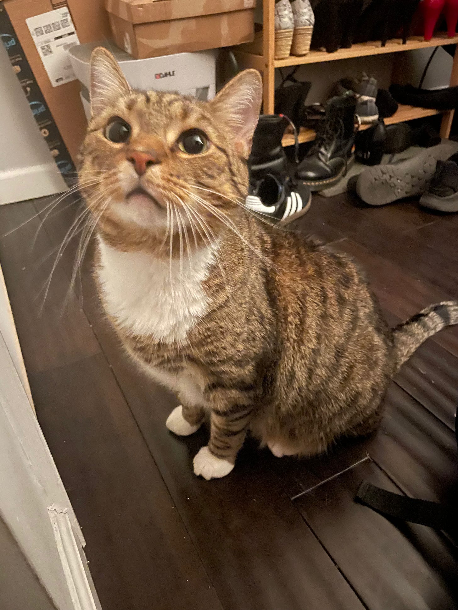 a brown tabby with white paws staring up at the camera, his pupils wide