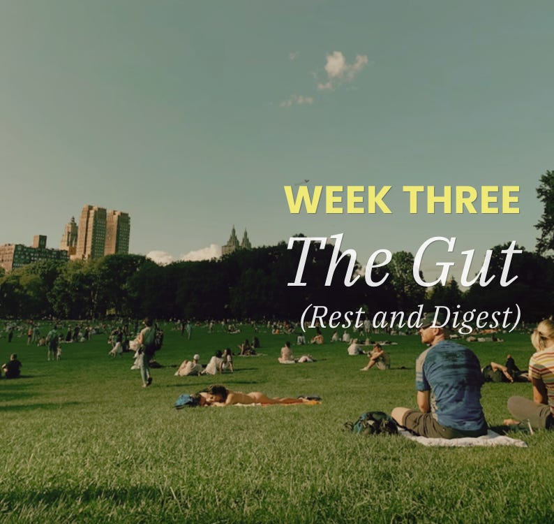 Week 3 · Day 6 — The Gut