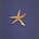 starfish symphony