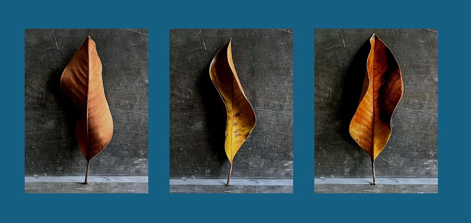 Three photos of dried brown magnolia leaves, standing on their stems against a black scratched slate background. 