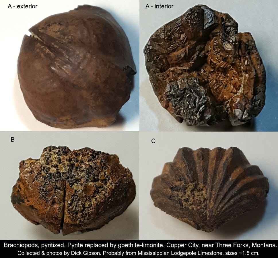 Mineralogy Meets Paleontology - by Richard I Gibson