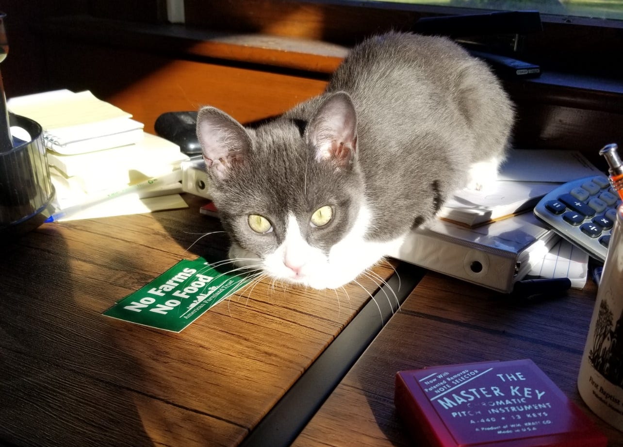 Gracie, my kitty assistant.