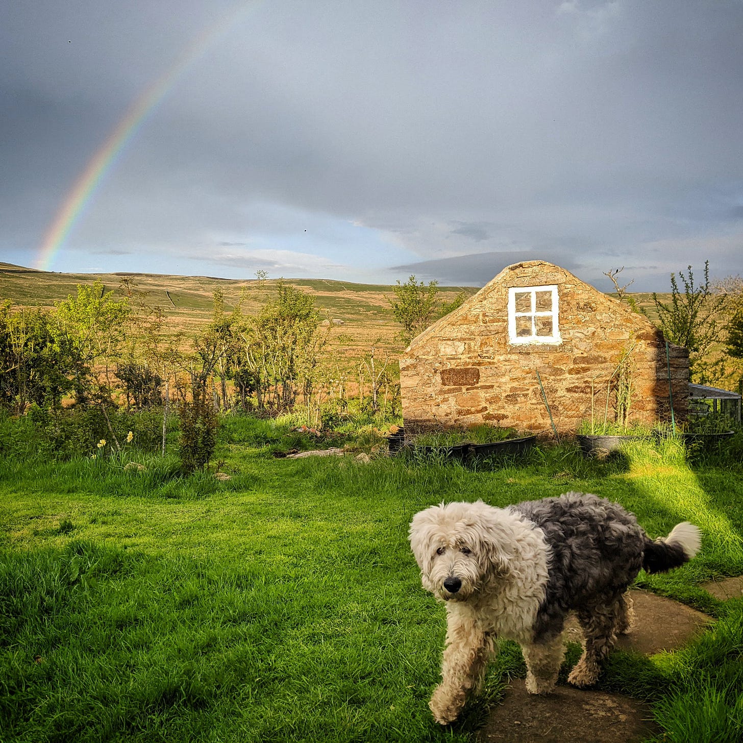 A rainbow and Molly