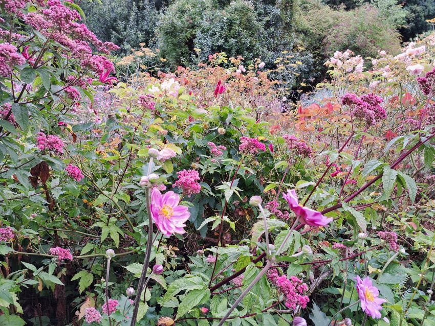 Felicia Bed in Veddw Garden copyright Anne Wareham