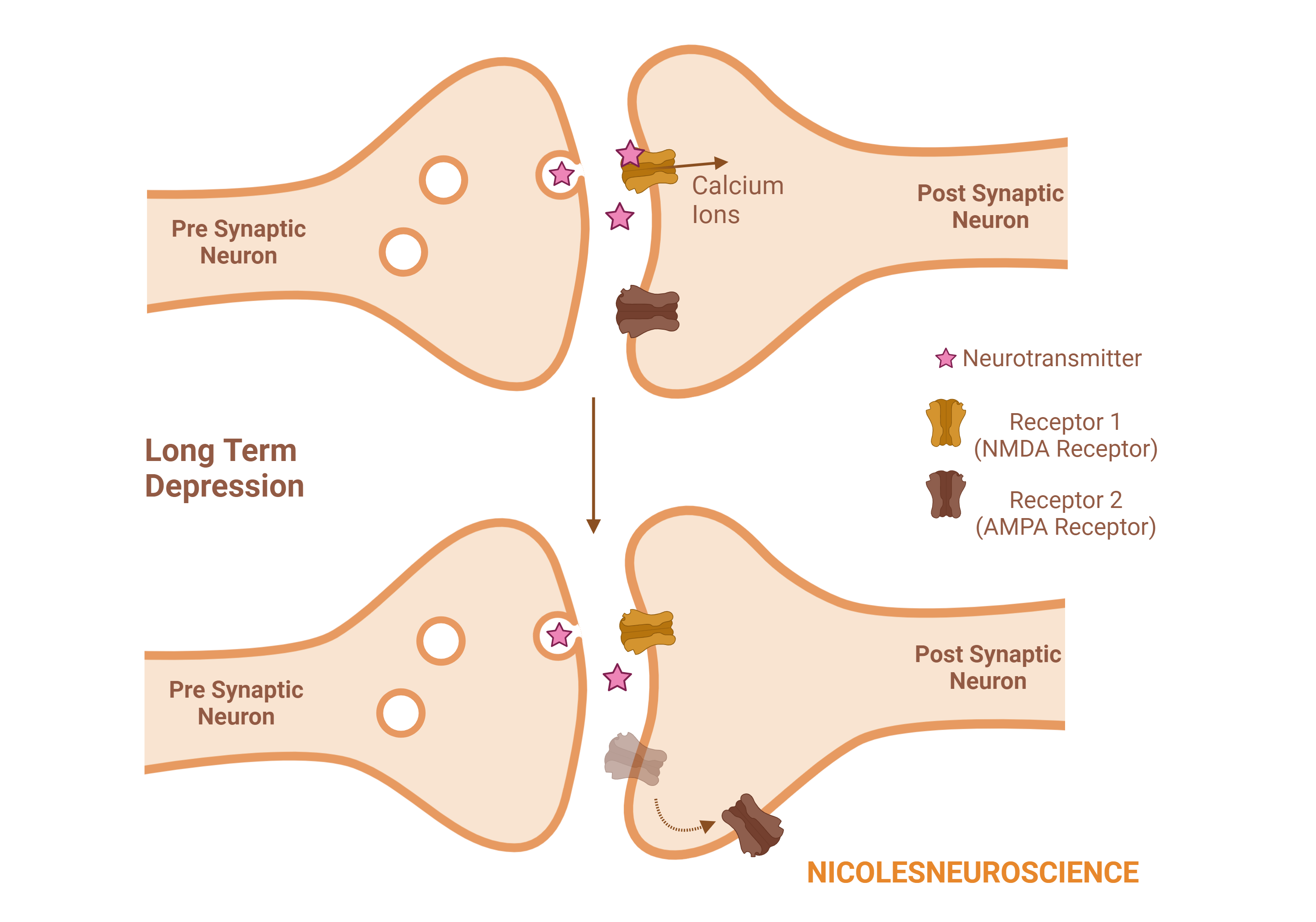 Synaptic Plasticity - by Nicole Vignola, MSc