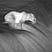John Saward's avatar