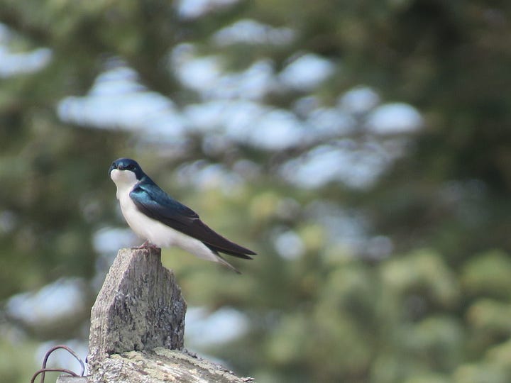 Tree Swallow on a bird house; snow on a roof