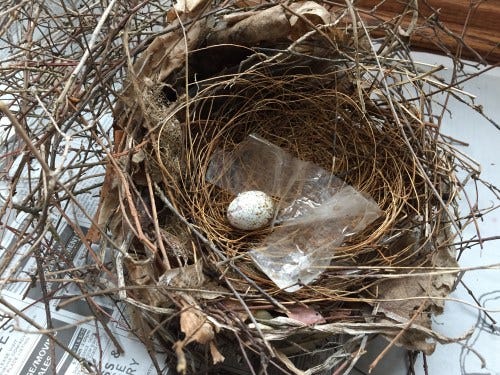 fallen nest and egg fallen nest and egg