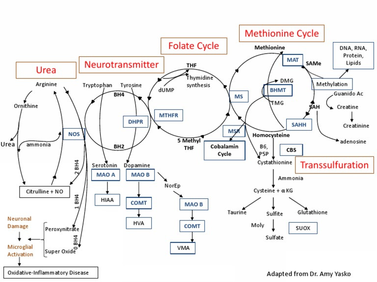 Methylation Diagram PDF | PDF | Methionine | Arginine