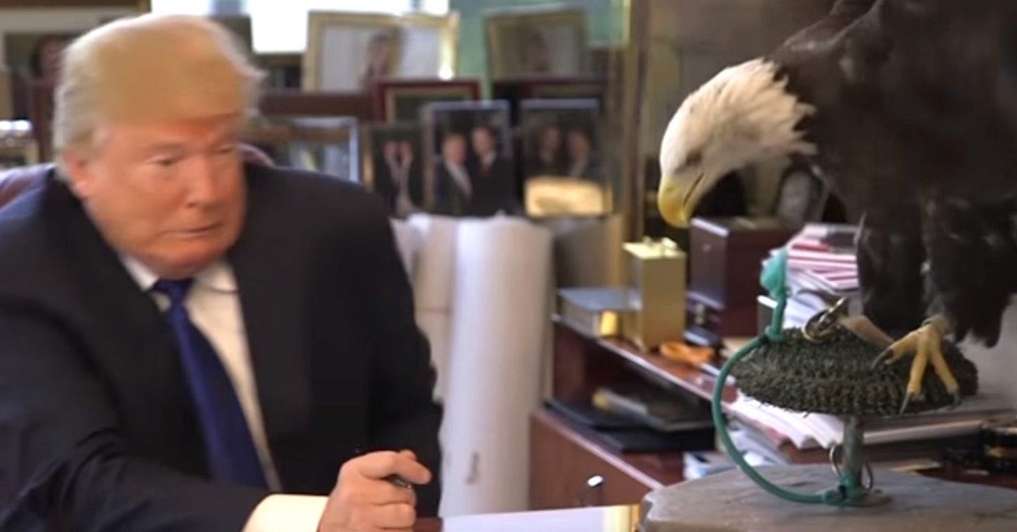 donald trump scared of eagle donald trump scared of eagle
