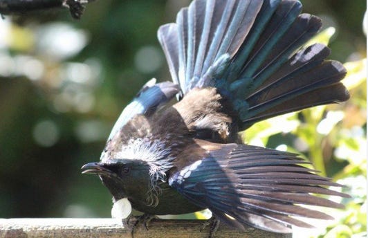 Angry Tūī